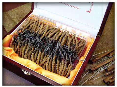 南林乡冬虫夏草回收